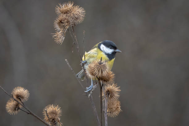 istock Great tit Parus major bird closeup 1306896710