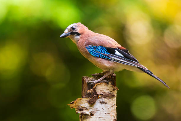 istock Eurasian jay Garrulus glandarius bird perched in a forest tree 1306896723