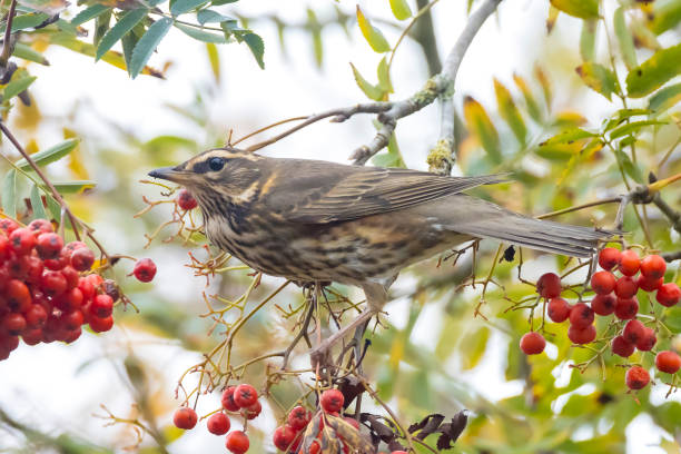 istock Redwing Turdus iliacus bird eating berries 1306896740