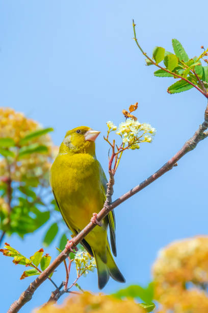 istock Greenfinch Chloris chloris bird singing 1306896758