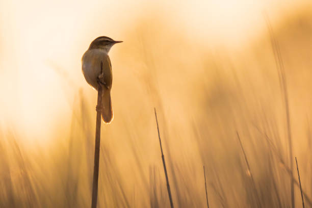 istock Sedge Warbler, Acrocephalus schoenobaenus, singing sunset 1306896774