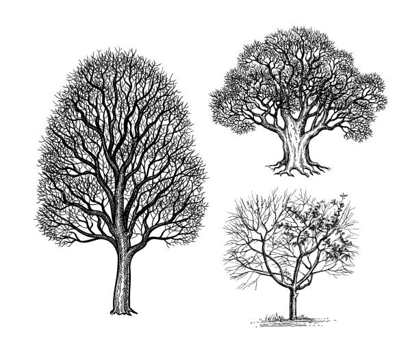 ilustrações de stock, clip art, desenhos animados e ícones de ink sketches of winter trees. - dried apple