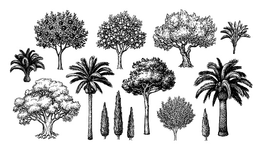 Mediterranean trees. Big collection. Ink sketch isolated on white background. Hand drawn vector illustration. Retro style.