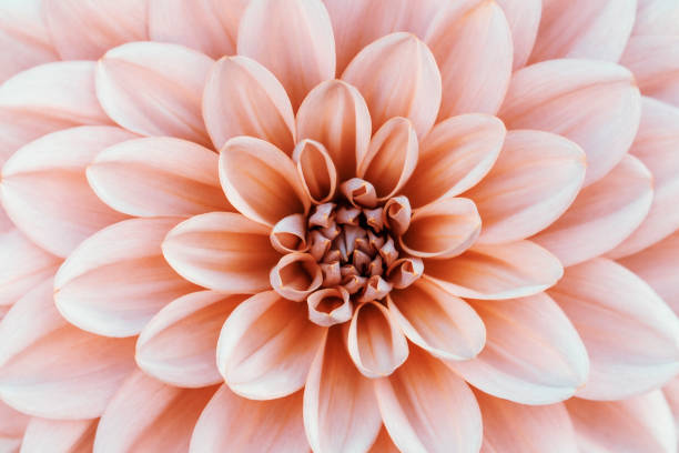 Defocused pastel, peach, coral dahlia petals macro, floral abstract background. Close up of flower dahlia for background, Soft focus. stock photo