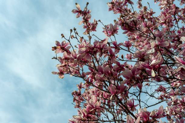 pink magnolia flowers blooming on the tree branch. - focus on foreground magnolia branch blooming imagens e fotografias de stock