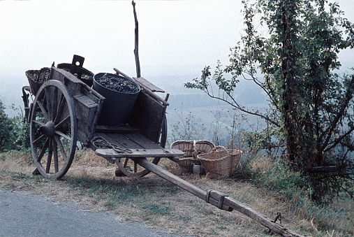 Piedmont, Northern Italy, 1962. Old cart with grapes in a vineyard.