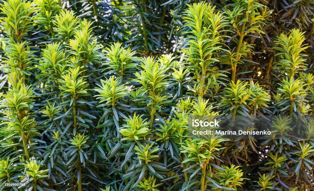 Yew Taxus baccata Fastigiata Aurea (English yew, European yew) new bright green with yellow stripes foliage in spring garden as natural background. Selective focus. Nature concept for design Abstract Stock Photo
