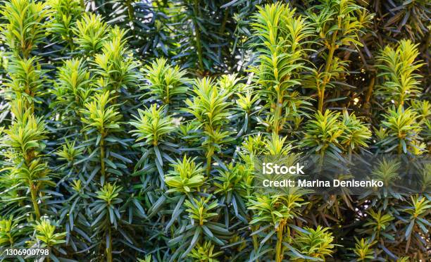 Yew Taxus Baccata Fastigiata Aurea New Bright Green With Yellow Stripes Foliage In Spring Garden As Natural Background Selective Focus Nature Concept For Design Stock Photo - Download Image Now