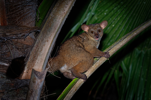 Northern Greater Galago - Otolemur garnettii also Garnett greater galago or Small-eared Greater Galago, nocturnal, arboreal primate endemic to Africa, eared cute brown small monkey.