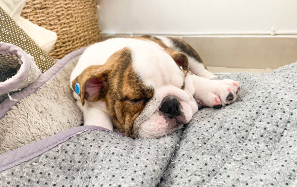 istock English bulldog puppy sleeping 1306902646