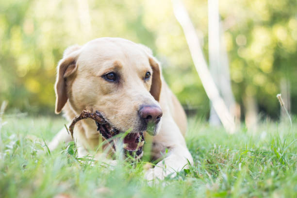 istock Cute labrador dog playing with a stick 1306902794