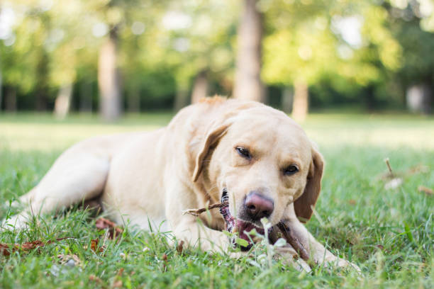 istock Cute labrador dog playing with a stick 1306902853