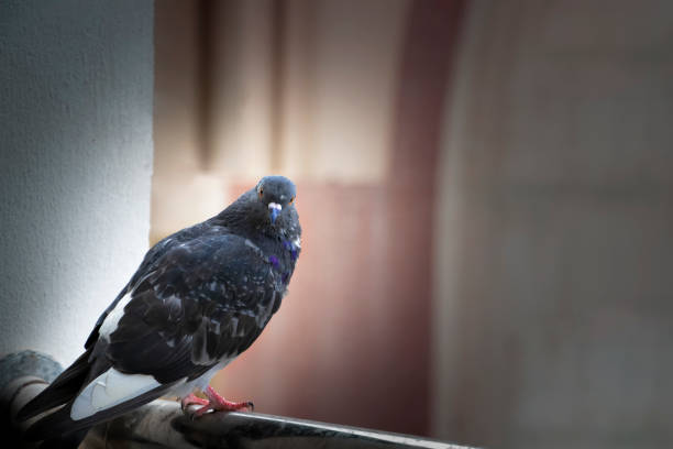 Black Rock Pigeon In Dark Background Black Rock Pigeon In Dark Background. Selective Focus shutterstock images for free stock pictures, royalty-free photos & images
