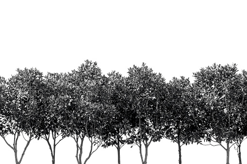 Black and white row of tree, white background with copy space, full frame horizontal composition