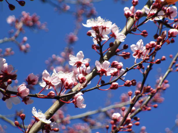 istock Bright Budding and Blooming Pink Red Plum Blossoms Close Up in Canada 2020 1306905696