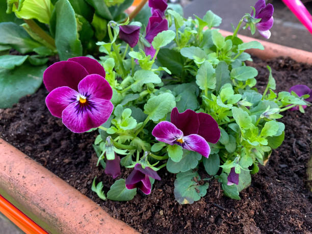 Vibrant pink purple viola cornuta flowers