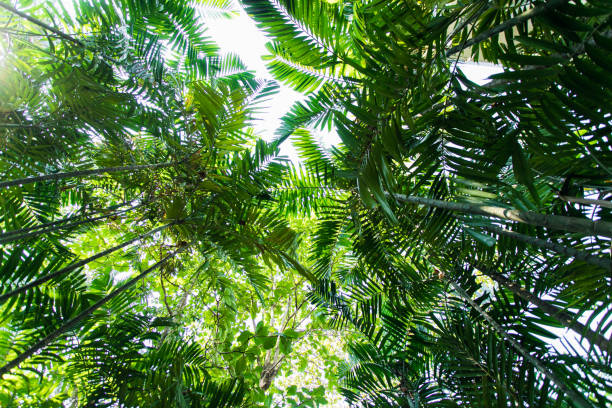 istock tropical forest background. Beautiful place. view of the trees below 1306906400