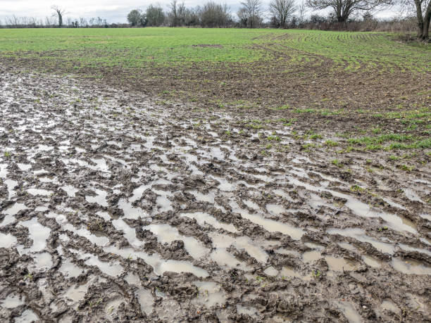 wassergepeitschte felder von den jüngsten schweren regenstürmen - crop damage stock-fotos und bilder