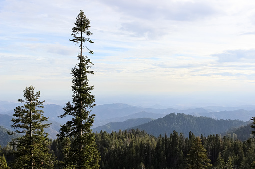 Sequoia trees in California mountains