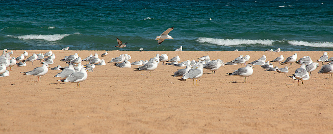 Laughing Gulls on Beach