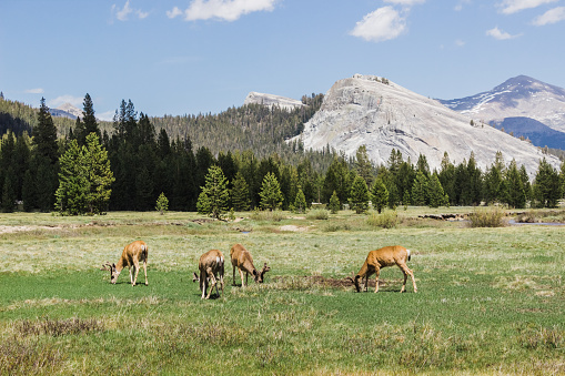 Closeup shot of deer in Yosemite Valley, USA