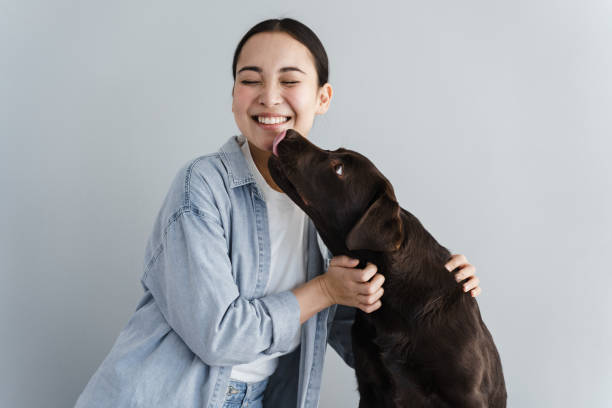 幸せな女の子は灰色の背景に犬と遊びます。犬は幸せな女性のチークをなめます。国内のペットと素晴らしい気分の女性。 - modern rock ストックフォトと画像