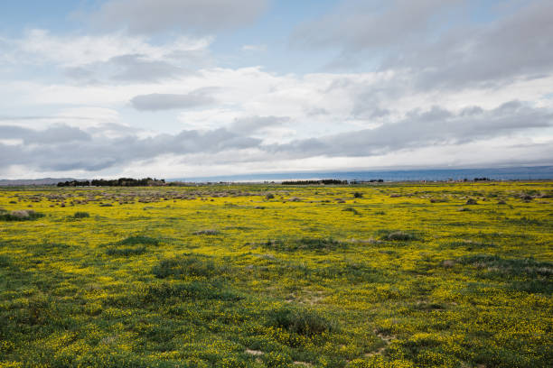 Yellow wildflower field under the cloudy sky