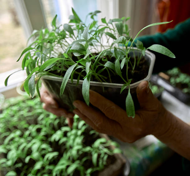 istock Seedlings of peppers in a plastic tray. 1306909198