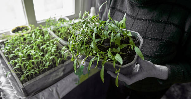istock Seedlings of peppers in a plastic tray. 1306909199
