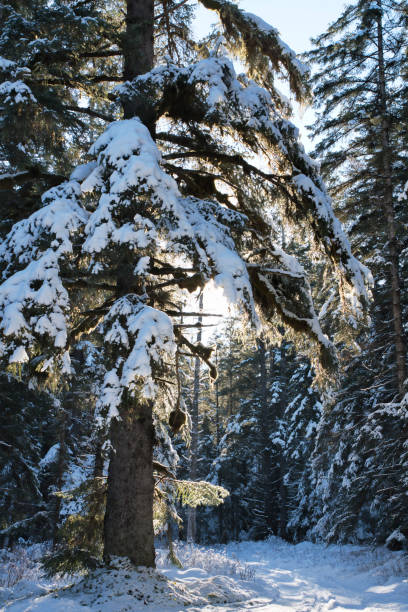 istock Tall old spruce tree with snow in winter 1306909227