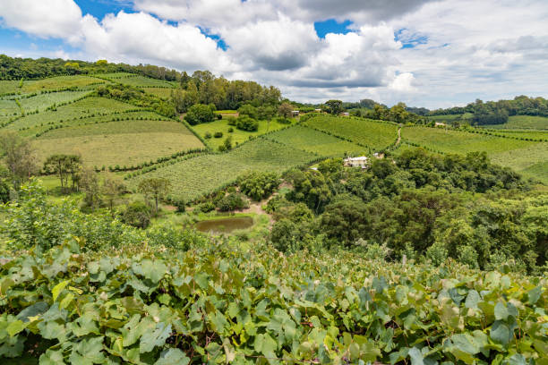 istock Vineyards and forest in valley 1306910223