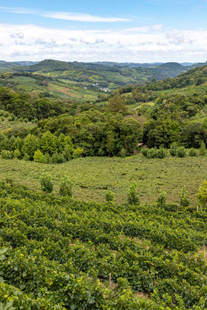 istock Vineyards and forest in valley 1306910363