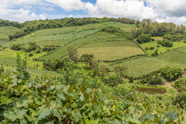 istock Vineyards and forest in valley 1306910947