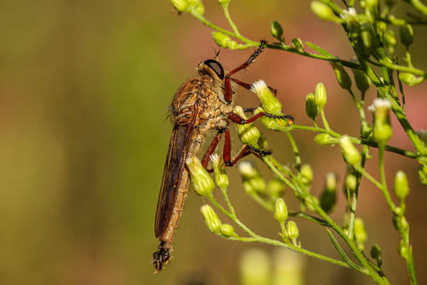 istock Robber Fly (Colepia ingloria), Namadgi NR, ACT, February 2021 1306911913