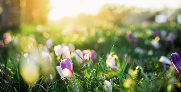 Purple and white crocus flowers in green grass, awakening in spring in warm gold rays of sunlight, Soft selective focus, wide banner card. Copy space.