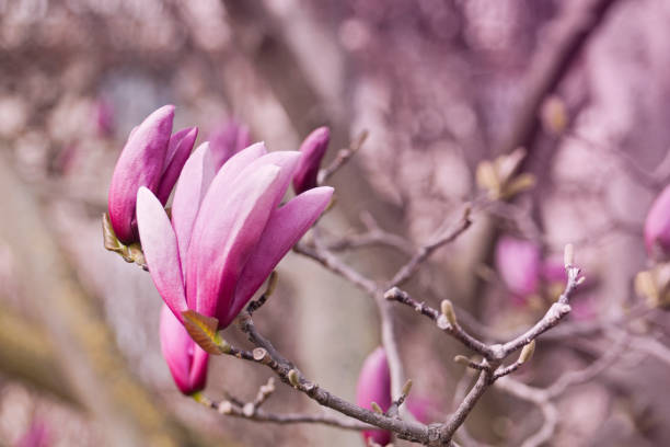 primer plano de un árbol magnolia en flor - sweet magnolia white large flower fotografías e imágenes de stock