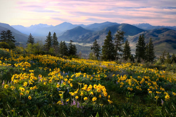 istock Anica flowers in meadows by snowcapped mountains. 1306914458