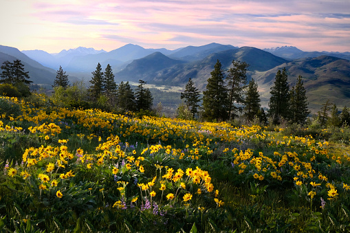 Medicinal homeopathic plant.  North Cascades National Park. Washington. USA