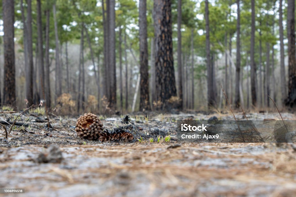Pine Co Exploding Pine Cones Burned After Fire Stock Photo - Download Image Now - Fire ...