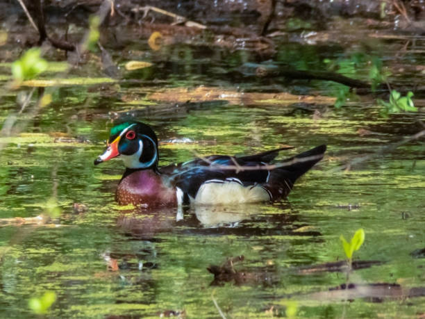 Wood Duck stock photo
