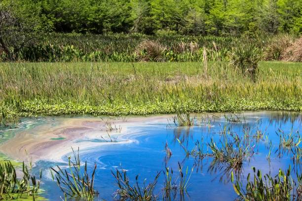 poluição e algas nas zonas úmidas - algae slimy green water - fotografias e filmes do acervo