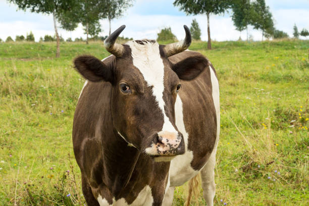 istock The cow grazes in the meadow. 1306918941