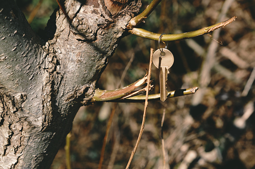 Close-up of a key hanging on a tree branch