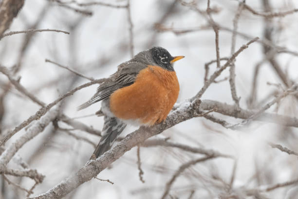 istock Robin perched in tree puffed up for cold weather 1306923401