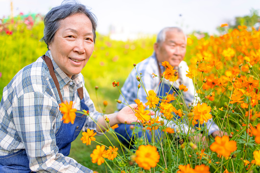 Happy Asian senior couple working in the garden at morning