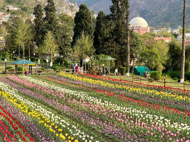 belles fleurs de tulipe dans le stationnement de ville - lady tulip photos et images de collection