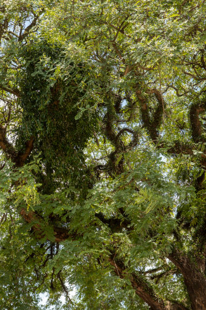 istock top of big tree 1306928275