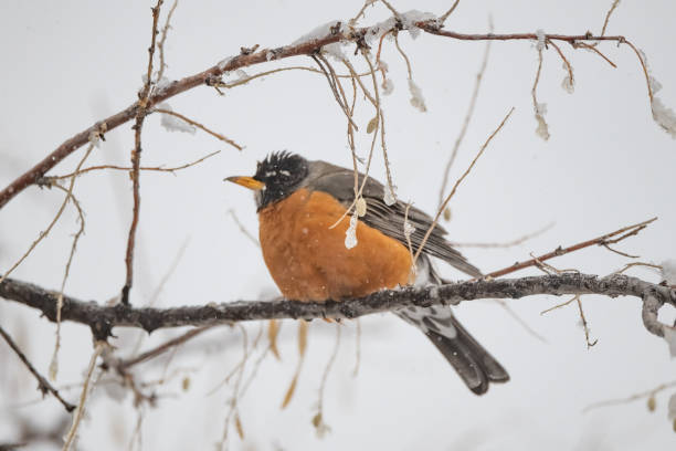istock Robin perched in tree puffed up for cold weather 1306928334