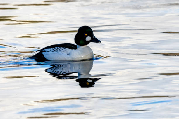 istock Common Goldeneye swimming in open water 1306928509