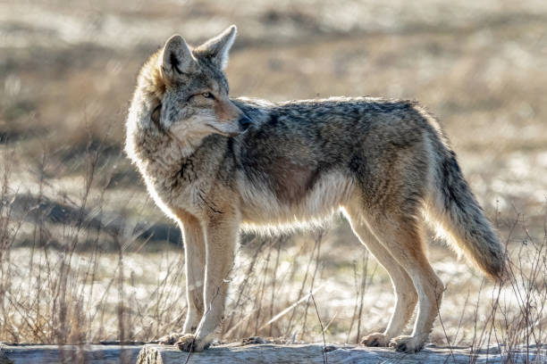 istock Coyote, Richmond, Britisah Columbia, Canada 1306928536